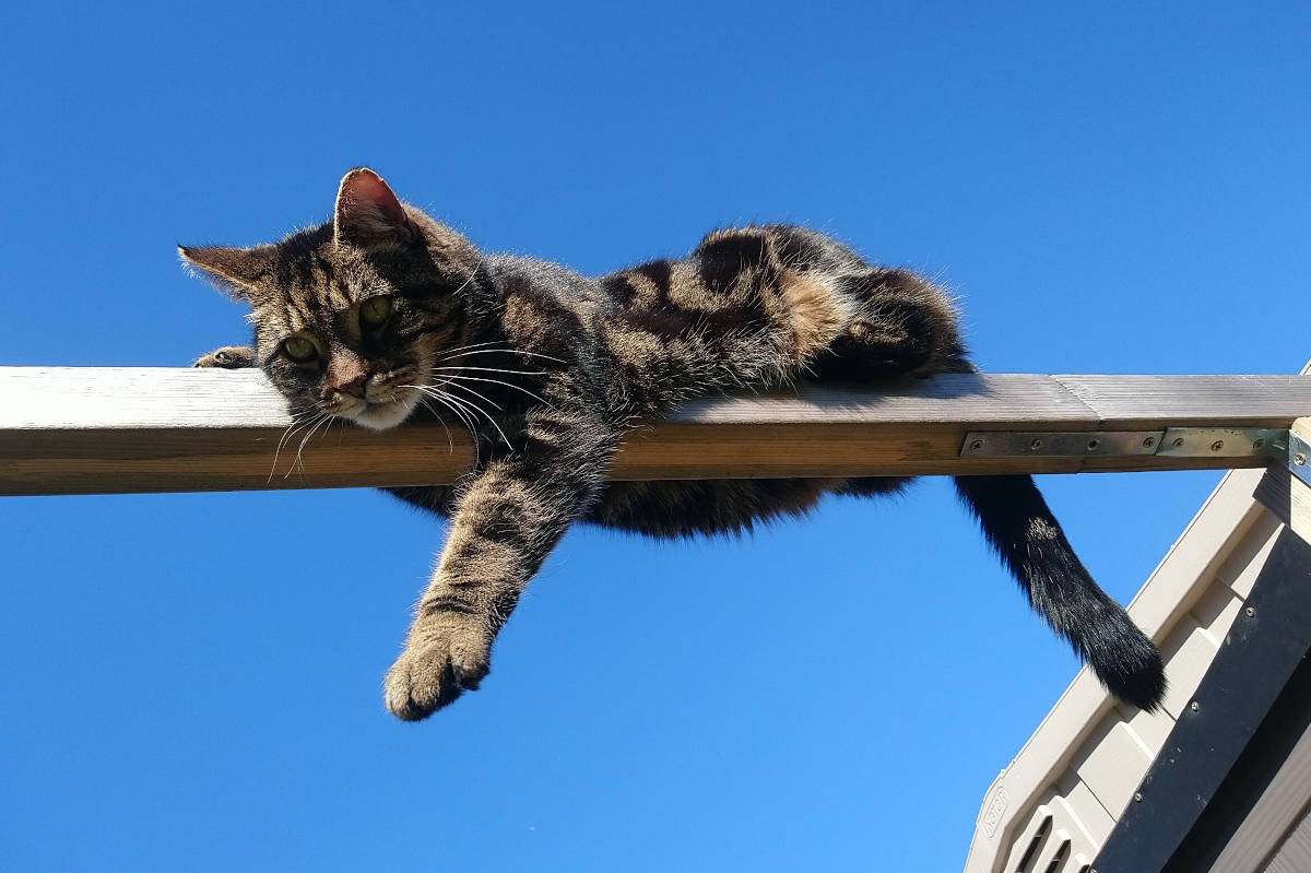 Sven the observatory cat (2).