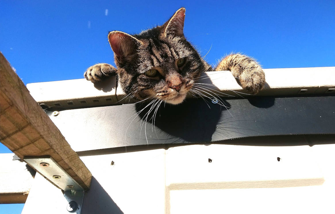 Sven the observatory cat.
